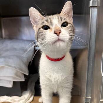 Tina -  Domestic Short Hair Cat for Adoption in Chicago, Illinois - Tina | PetCurious