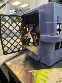 Domestic Medium Hair and Domestic Short Hair Cats Available for Adoption in Montreal, Quebec - Tendresse | PetCurious