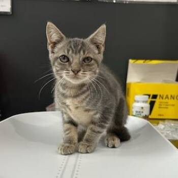 Jyri -  American Shorthair Cat for Adoption in Livingston, Texas - Jyri | PetCurious