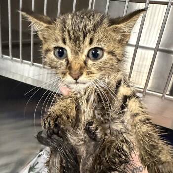 Louie -  Domestic Short Hair Cat for Adoption in Marion, Virginia - Louie | PetCurious