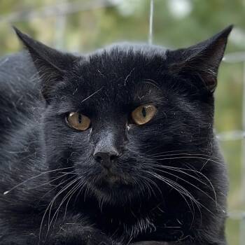 Rescue Domestic Short Hair Cats for Adoption in Victor, New York - Zoe | PetCurious