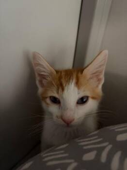 Flan -  Domestic Short Hair Cat for Adoption in Youngtown, Arizona - Flan | PetCurious