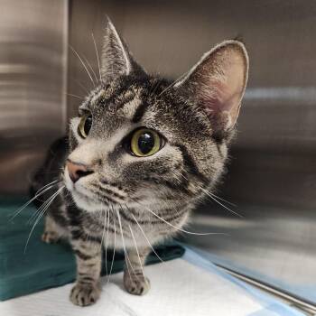 Nala -  Domestic Short Hair Cat for Adoption in Clearwater, Florida - Nala | PetCurious