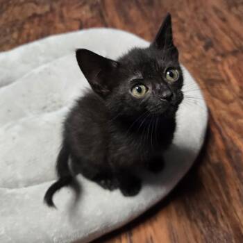 Jojo -  Domestic Short Hair Cat for Adoption in San Antonio, Texas - Jojo | PetCurious