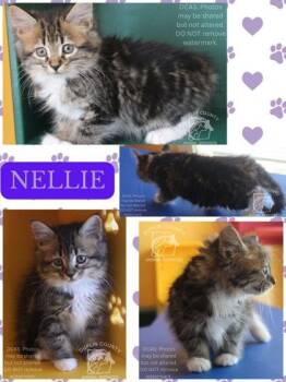 Domestic Short Hair Cats Available for Adoption in Kenansville, North Carolina - NELLIE | PetCurious