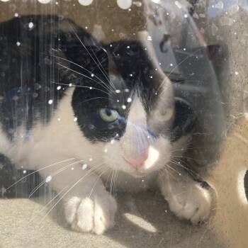 Rescue Domestic Short Hair Cats for Adoption in Philadelphia, Pennsylvania - Bones | PetCurious