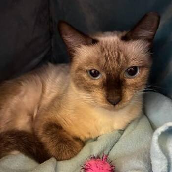 Margarita -  Siamese and Snowshoe Cat for Adoption in Fort Worth, Texas - Margarita | PetCurious