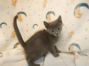 TUNA FILET -  Domestic Short Hair Cat for Adoption in San Jose, California - TUNA FILET | PetCurious