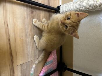 Rescue Domestic Short Hair Cats for Adoption in Towanda, Pennsylvania - Indigo | PetCurious