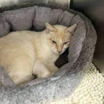 Domestic Short Hair Cats Available for Adoption in Stephenville, Texas - Sugar Ray | PetCurious