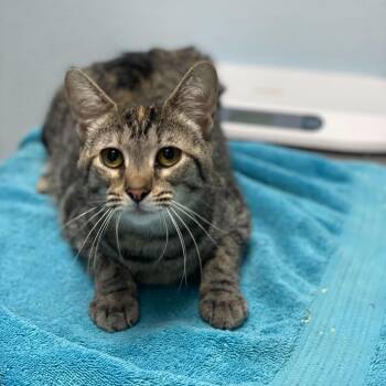 Domestic Short Hair Cats Available for Adoption in Riverside, California - Fruit Loops | PetCurious