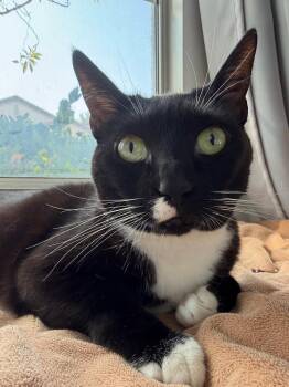 Lilly -  Domestic Short Hair Cat for Adoption in Mission Viejo, California - Lilly | PetCurious