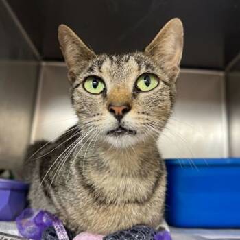 Rescue Domestic Short Hair Cats for Adoption in Bryan, Texas - 58861259 | PetCurious