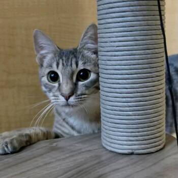 Henley -  Domestic Short Hair Cat for Adoption in Austin, Texas - Henley | PetCurious