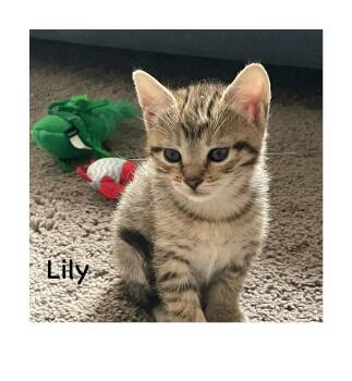 Domestic Short Hair Cats Available for Adoption - Gigi | PetCurious