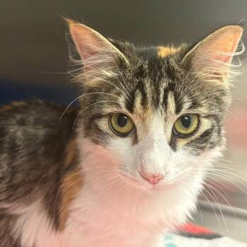 Domestic Short Hair Cats Available for Adoption in East Hanover, New Jersey - Anastasia | PetCurious