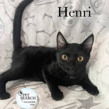 Rescue Domestic Short Hair Cats for Adoption in Washington, Pennsylvania - Henri | PetCurious