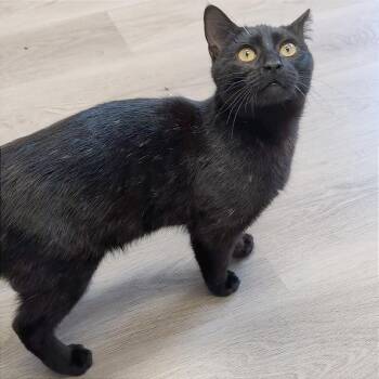 Domestic Short Hair Cats Available for Adoption - Collin | PetCurious