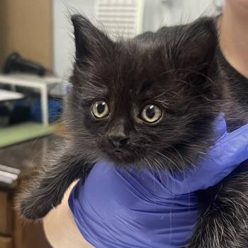 Fluffer Nutter -  Domestic Medium Hair Cat for Adoption in Summerville, South Carolina - Fluffer Nutter | PetCurious