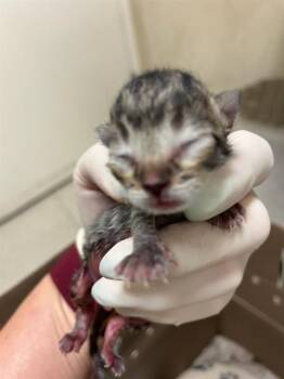 A1909738 -  Domestic Short Hair Cat for Adoption in Riverside, California - A1909738 | PetCurious