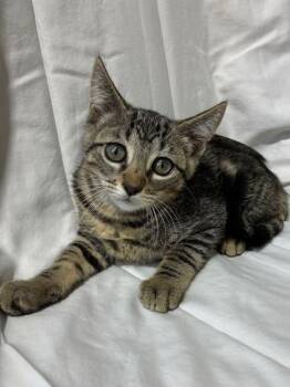 Donna -  Domestic Medium Hair and Domestic Short Hair Cat for Adoption in New Orleans, Louisiana - Donna | PetCurious
