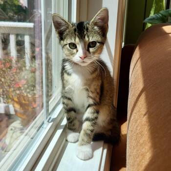 Tchotchke -  Domestic Short Hair Cat for Adoption in Richmond, Virginia - Tchotchke | PetCurious
