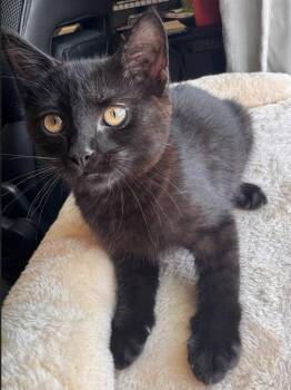 Domestic Short Hair Cats Available for Adoption in Apopka, Florida - Aldi 1.15.26 | PetCurious