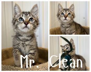 Mr. Clean -  Domestic Short Hair Cat for Adoption in Pierceton, Indiana - Mr. Clean | PetCurious
