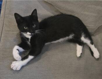 KT -  Domestic Short Hair Cat for Adoption in Denver, Colorado - KT | PetCurious