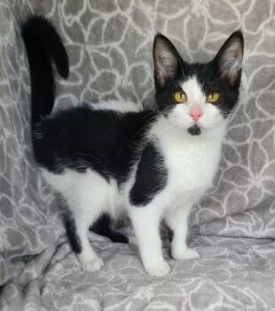 7124 (Dottie) -  Domestic Short Hair Cat for Adoption in Lake City, Michigan - 7124 (Dottie) | PetCurious