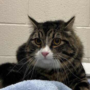 Domestic Long Hair Cats Available for Adoption - Snow | PetCurious