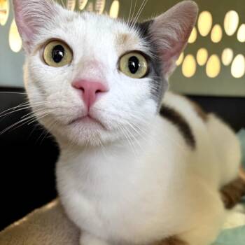 Pattie -  Extra Toes Cat Hemingway Polydactyl and Domestic Short Hair Cat for Adoption in Costa Mesa, California - Pattie | PetCurious