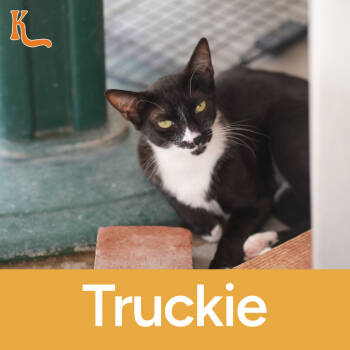 Rescue Domestic Short Hair Cats for Adoption in Desert Hot Springs, California - Truckie | PetCurious