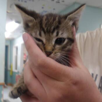 Silver -  Domestic Short Hair Cat for Adoption in Marble, North Carolina - Silver | PetCurious