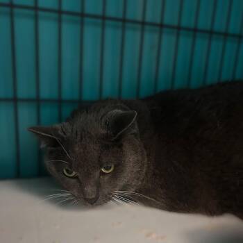 Santi -  Domestic Short Hair Cat for Adoption in Davenport, Iowa - Santi | PetCurious