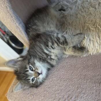 Domestic Medium Hair Cats Available for Adoption in Reisterstown, Maryland - Fluffernutter (paired With A Sibling) | PetCurious