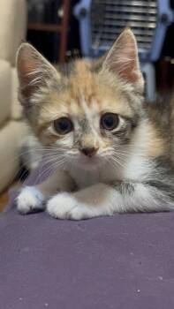 Ronda Rousey -  Domestic Short Hair Cat for Adoption in Mishawaka, Indiana - Ronda Rousey | PetCurious
