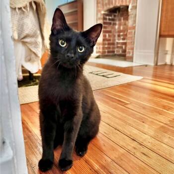 Rescue Domestic Short Hair Cats for Adoption in Gibsonia, Pennsylvania - Eisenhower | PetCurious