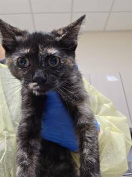 HILLS -  Domestic Short Hair Cat for Adoption in Las Vegas, Nevada - HILLS | PetCurious