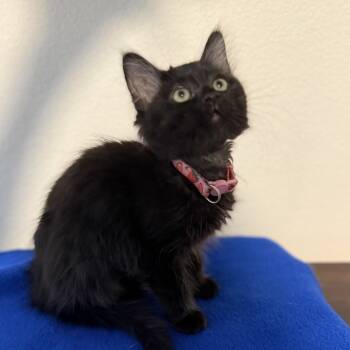 Rescue Domestic Short Hair Cats for Adoption in Chino Hills, California - Buffy C000-520 | PetCurious