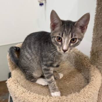 Greystone -  Domestic Short Hair Cat for Adoption in Tuscaloosa, Alabama - Greystone | PetCurious