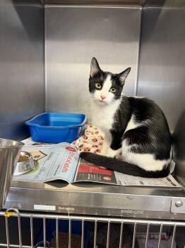 Rescue Domestic Short Hair Cats for Adoption in Sorrento, Louisiana - Banderita | PetCurious