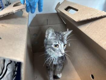 Sponge -  Domestic Short Hair Cat for Adoption in New York, New York - Sponge | PetCurious