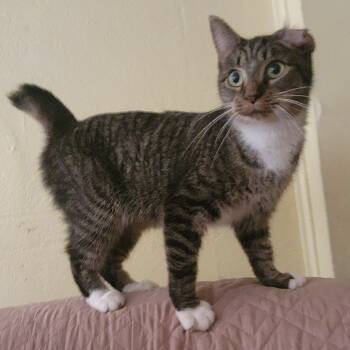 Rescue American Bobtail and Domestic Short Hair Cats for Adoption in Carmel, Indiana - Mittens | PetCurious