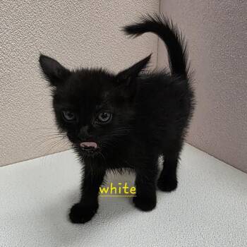 Pumpkin -  Domestic Short Hair Cat for Adoption in Jupiter, Florida - Pumpkin | PetCurious