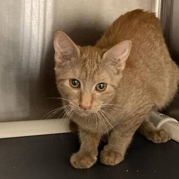 Bahama -  Domestic Short Hair Cat for Adoption in Prince Frederick, Maryland - Bahama | PetCurious
