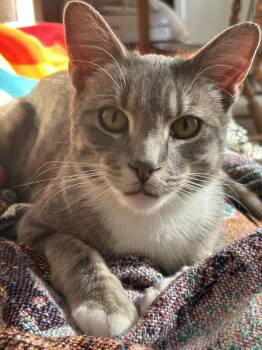 Domestic Short Hair Cats Available for Adoption - Ollie | PetCurious