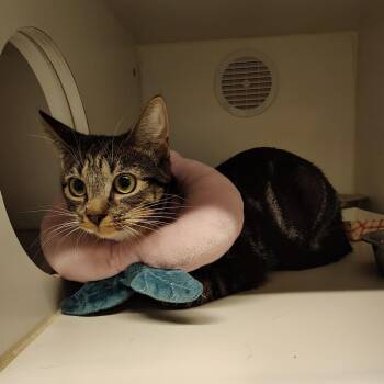Cascadia -  Domestic Short Hair Cat for Adoption in Dearborn, Michigan - Cascadia | PetCurious