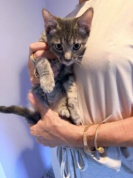 Lionel -  American Shorthair and Tabby Cat for Adoption in Shrewsbury, Massachusetts - Lionel | PetCurious