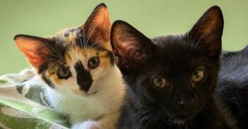 Fruity Pebble -  Domestic Long Hair Cat for Adoption in Calimesa, California - Fruity Pebble | PetCurious